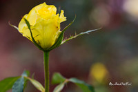 Yellow rose. |OFa1246|