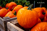 Pumpkin time |OFa1526|