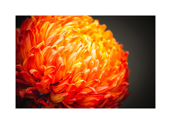 Orange Happiness
