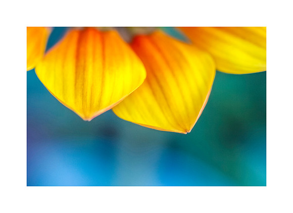 Petal Portraits