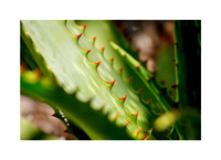 Prickly Poetry