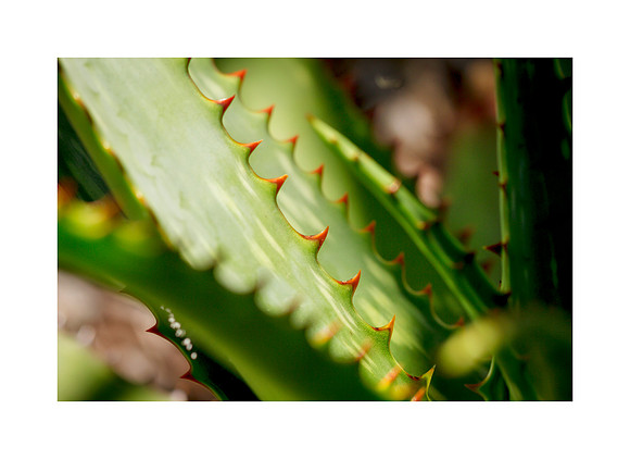 Prickly Poetry