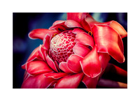 Botanical Red