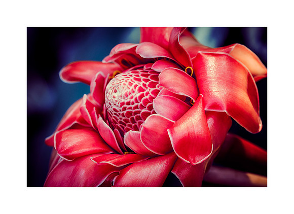 Botanical Red