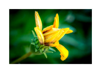 The Silence of Growth