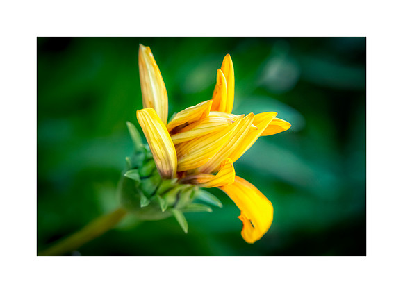 The Silence of Growth