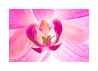 Orchid’s Secret