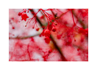 Nature's Capillaries