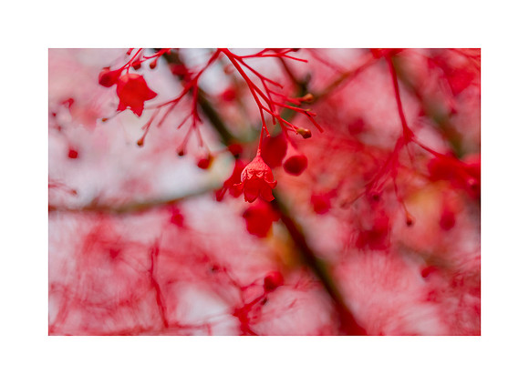 Nature's Capillaries