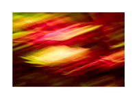 Abstract in the Garden