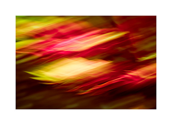 Abstract in the Garden