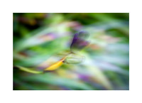 Dynamic Waltz