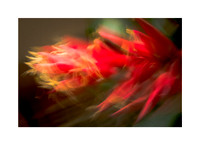 Floral Rhapsody