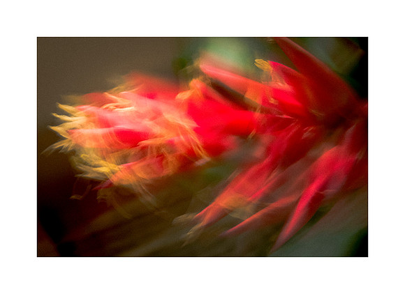 Floral Rhapsody