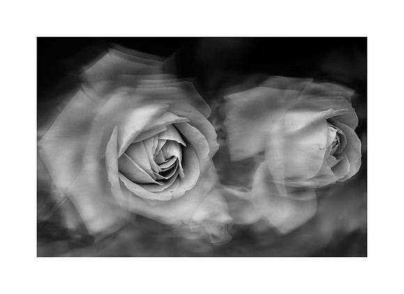 Rose in Bloom