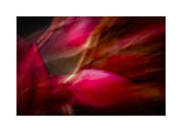 Passion Colours Everything