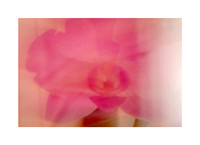 Pink Orchid