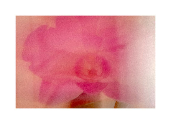 Pink Orchid
