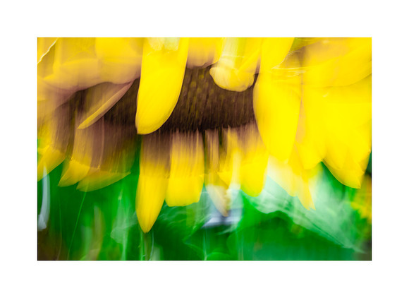 Sunflower Sunshine #01