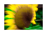 Sunflower Sunshine #02