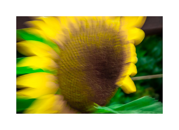 Sunflower Sunshine #02