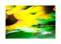 Sunflower Sunshine #04
