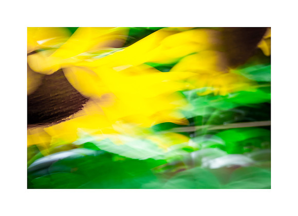 Sunflower Sunshine #04