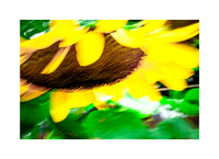 Sunflower Sunshine #03