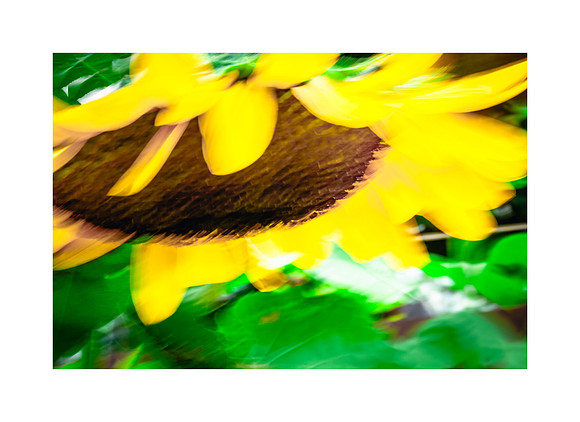 Sunflower Sunshine #03