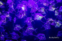 Luminosity in abundance |OFa1388|