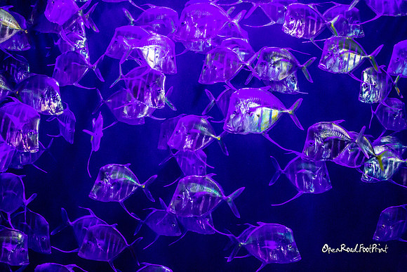Luminosity in abundance |OFa1388|