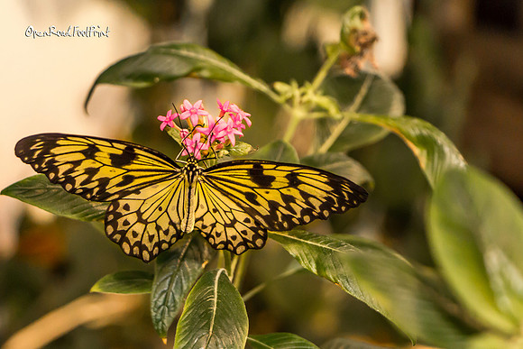 Butterfly study, New Orleans. |OFa1384|