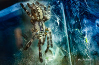 Spider, New Orleans. |OFa1299|