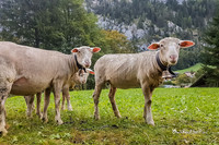 Hi. Sheep. |OFa1193|