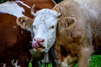 Cow tongue |OFa1160|