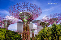 Supertree Grove |OFa1438|