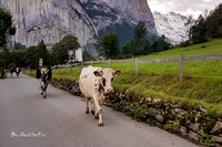 A cow's morning |OFa1161|
