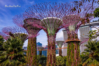 Solar energy captures… Garden Rhapsody  |OFa1439|