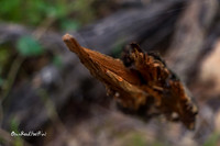 Wood |OFa1463|