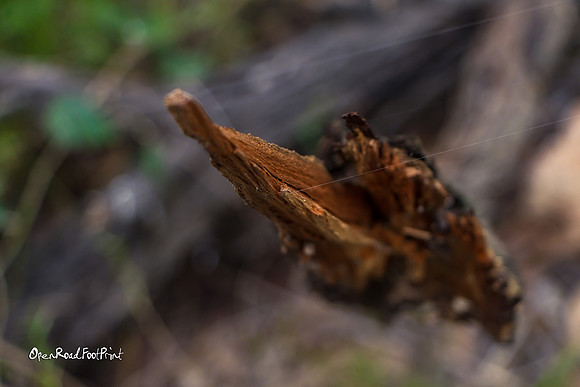 Wood |OFa1463|