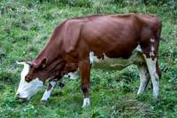 Cow bells |OFa1159|