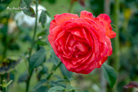 Rose |OFa1452|