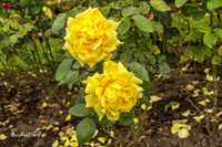 Roses |OFa1453|