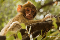 Baby Barbary Macaque! Azrou Morocco |OFa1011|