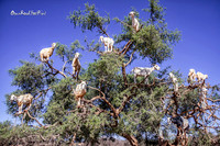 Goats in trees. |OFa1395|