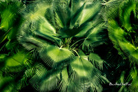 Fronds |OFa1440|