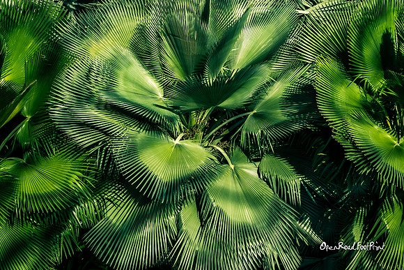 Fronds |OFa1440|
