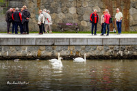 Swans, Vltava River |OFa1190|