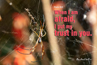 When I am afraid… |OFa1347|