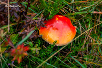 Fairytale mushroom |OFa1202|